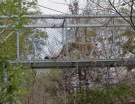 leopard-cubic-passageway