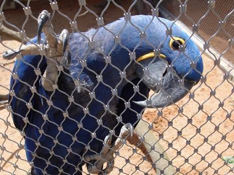 parrots-ferrules-enclosure-mesh