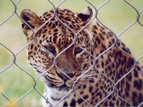 rope-mesh-leopard-fencing