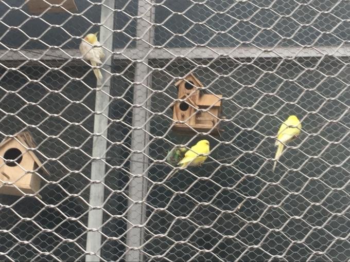 animal enclosure mesh