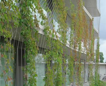 Green plants are on the stainless steel rope mesh which is outside of a building.