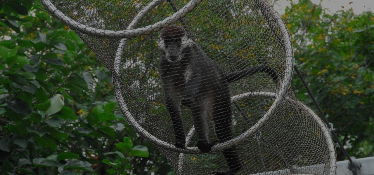 zoo-mesh-monkey-cage.jpg