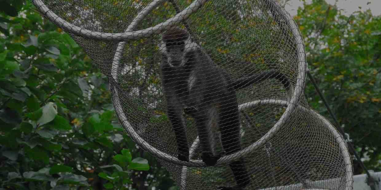 wire mesh for monkey