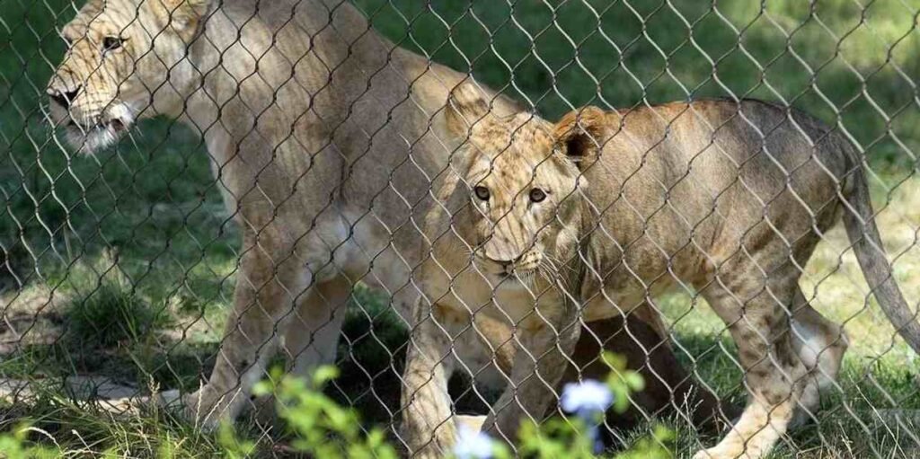lion fence photos