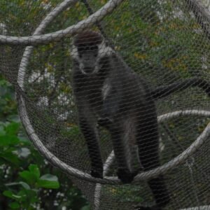 zoo-mesh-monkey-cage.jpg