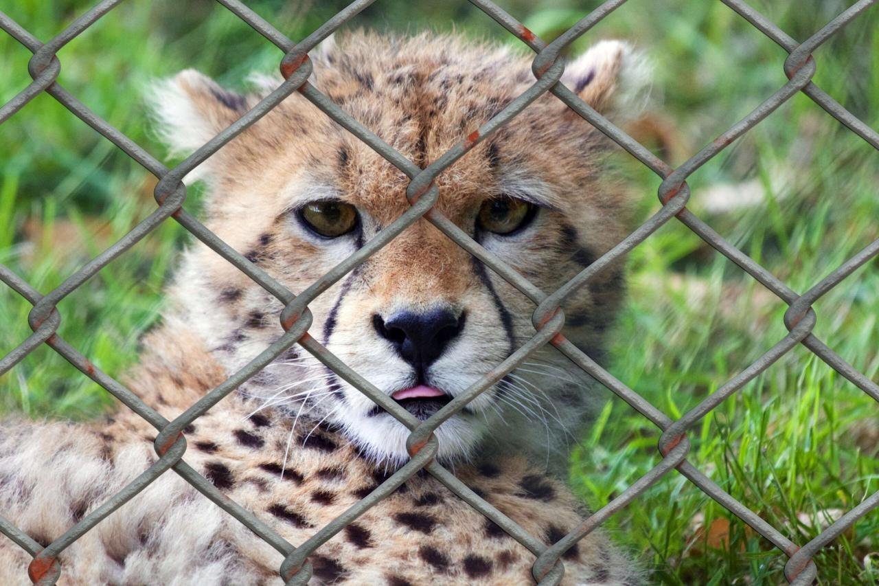 3021506-animal-welfare_animal-world_captivity_caught_cheetah_dignity_display_fence_freedom_predator_prison_wire-mesh-fence_young-animal_zoo_zoological-garden-scaled-1-1