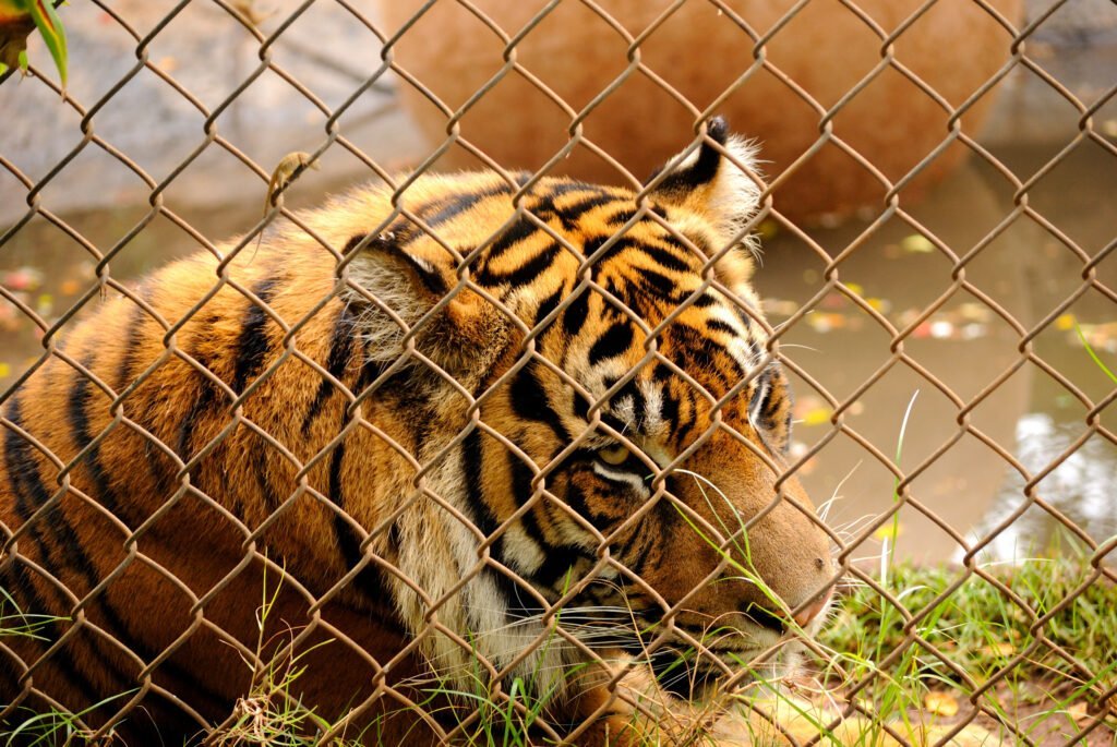 Tiger_behind_chainlink_fence_5213317123-1024x685-1-1-1-1-1