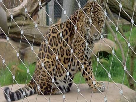 ferrules-leopard-enclosure-mesh-1-1