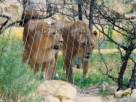 ferrules-lion-enclosure-mesh-1