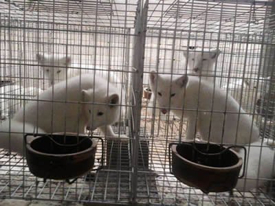 fox-breeding-cage-1-1