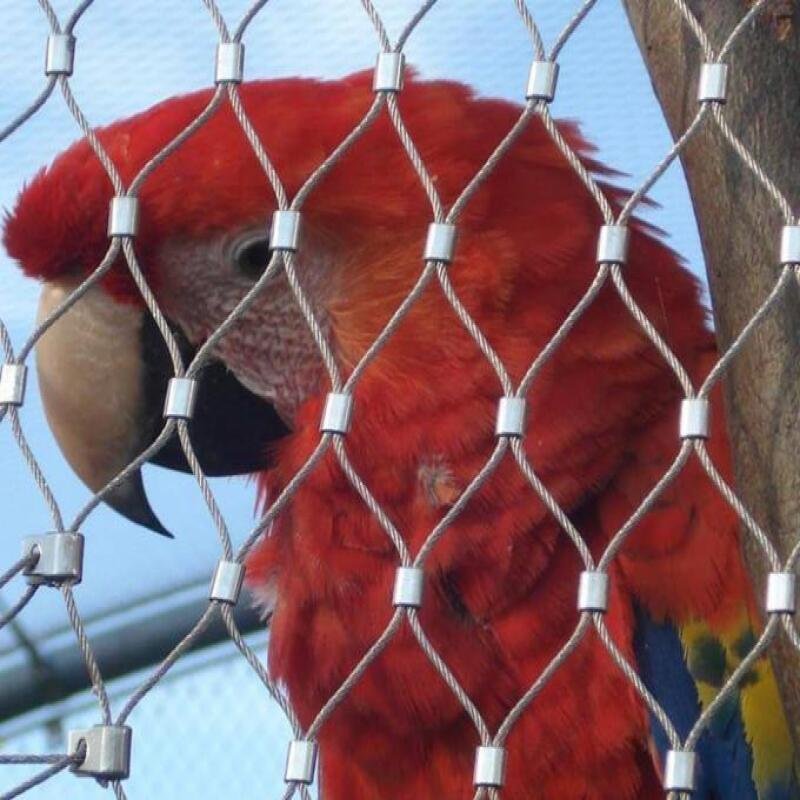 Parrots enclosure mesh