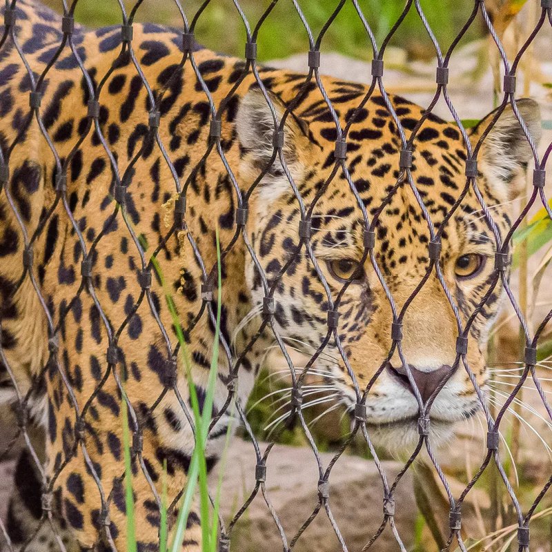 leopard mesh