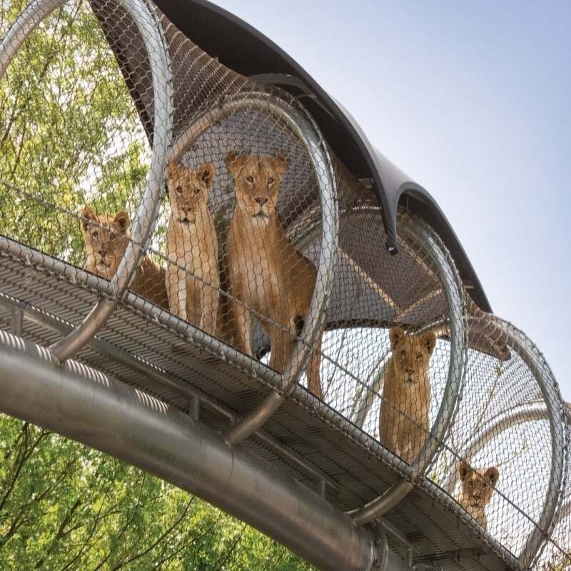 lion zoo wire mesh