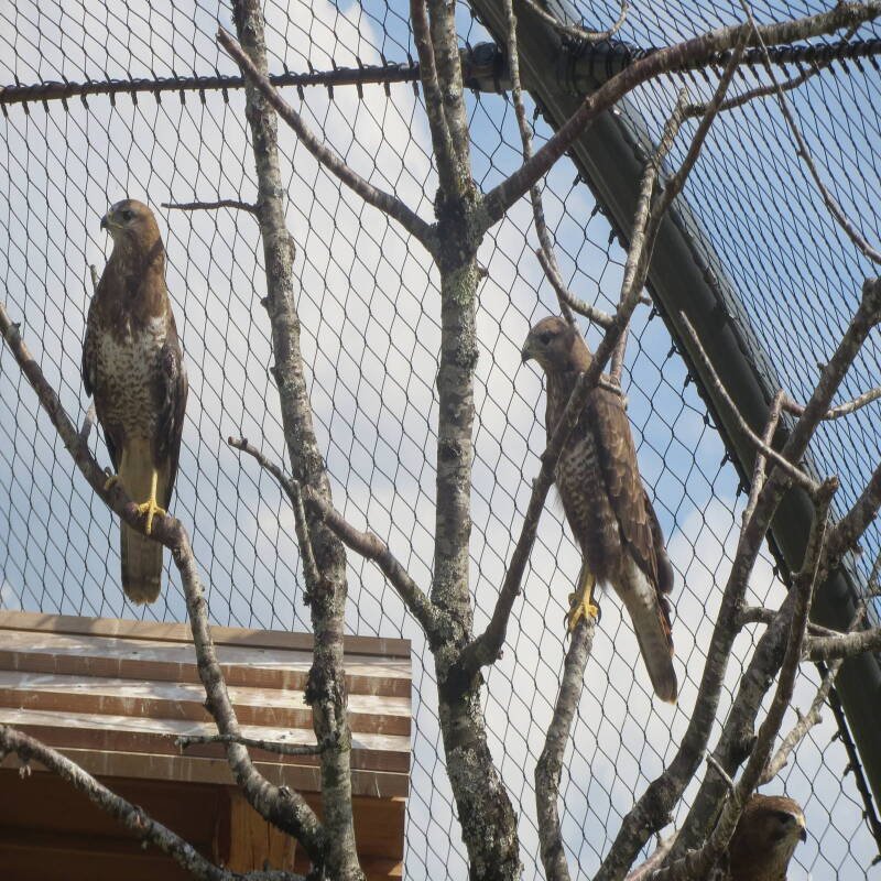 Bird Cage Net