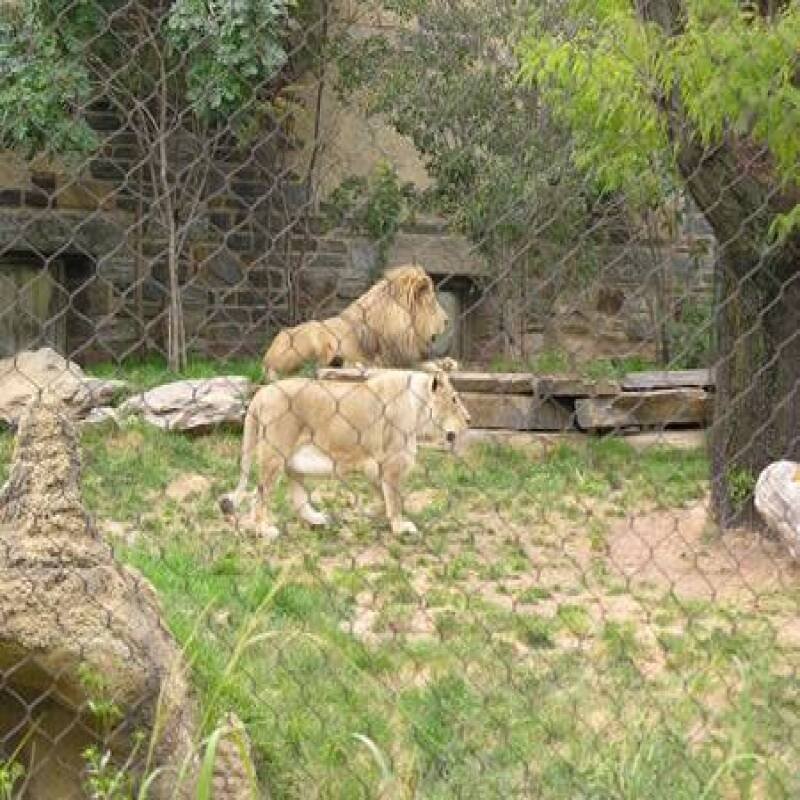 lion fence