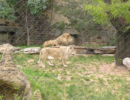 handwoven-lion-enclosure-fence-1