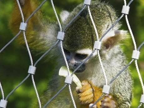 monkey-enclosure-mesh-1-1