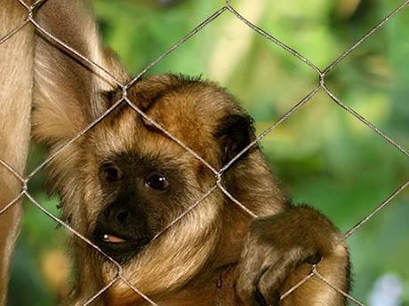 monkey-mesh-fencing-1-1