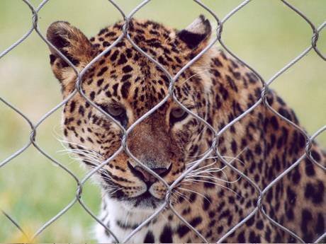 rope-mesh-leopard-fencing-1-1