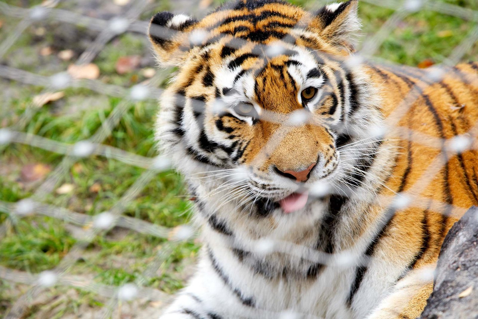 Jakob-Rope-Systems-krakow-zoo-enclosure097